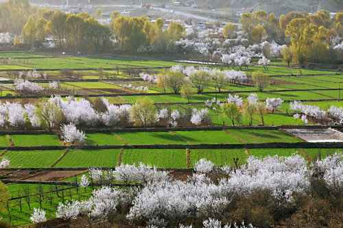 正是贵德好风景，梨花开时又逢君，贵德梨花电商节欢迎您